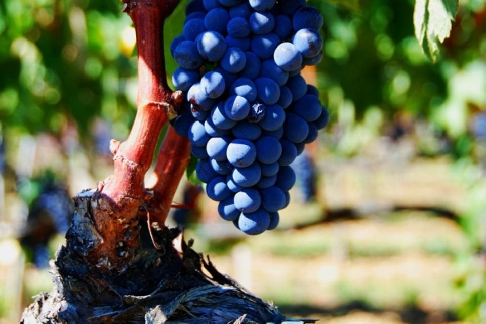 Sangiovese Grape